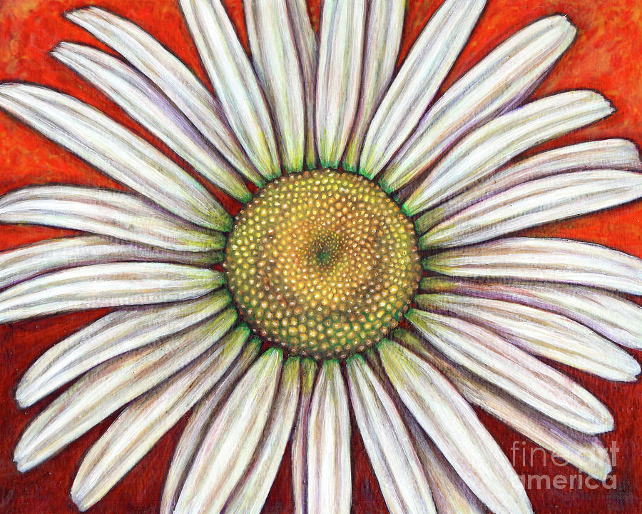 Ox-Eyed Daisy Painting by Amy E Fraser