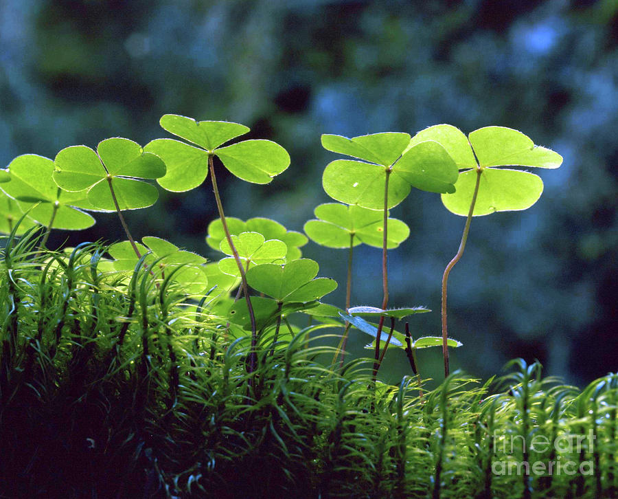 Oxalis Acetosella Photograph by Bjorn Svensson/science Photo Library