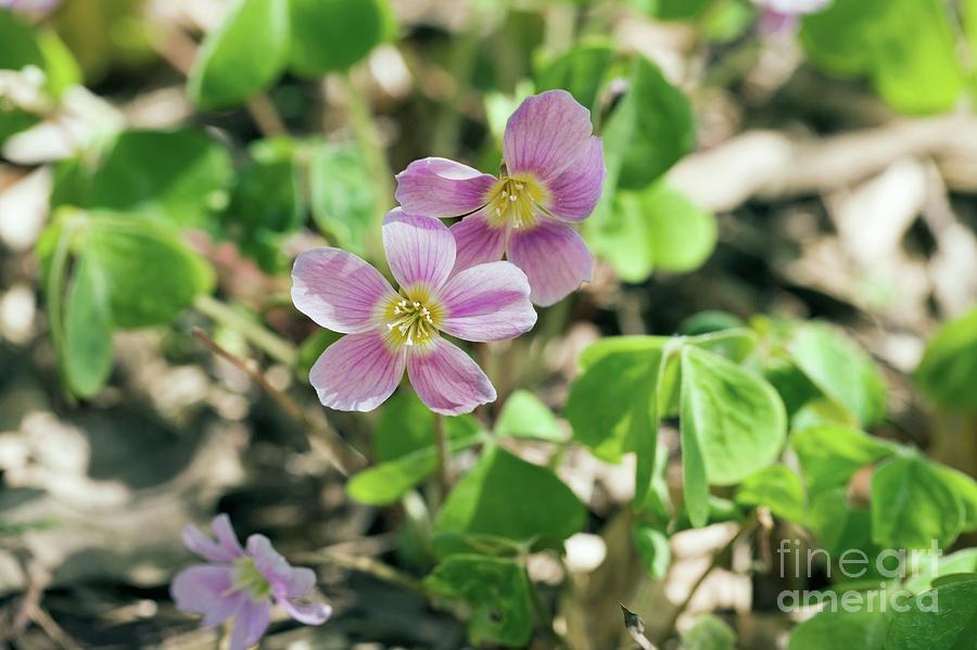 Flower Photograph - Oxalis Acetosella by Dr Keith Wheeler/science Photo Library