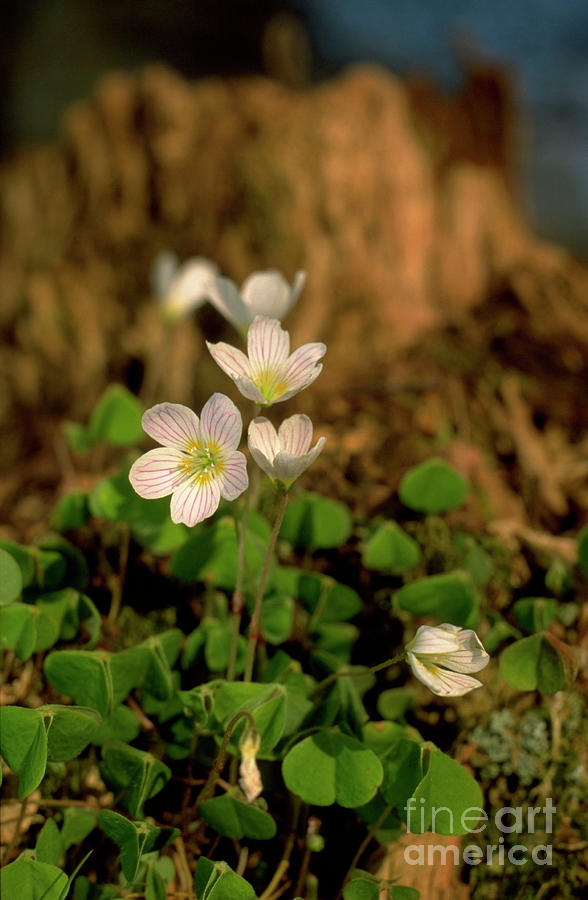 Nature Photograph - Oxalis Acetosella by Duncan Shaw/science Photo Library