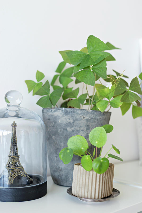 Oxalis And Chinese Money Plant Next To Eiffel Tower Under Glass Cover Photograph by Cecilia Mller