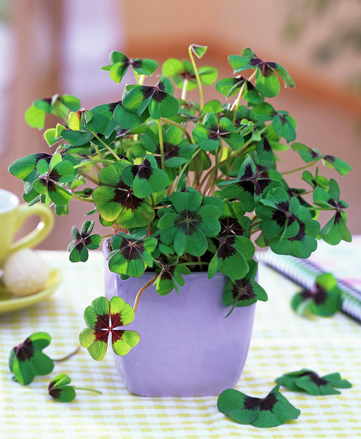 Oxalis Deppei lucky Clover In Square Pastel Purple Pot Photograph by Friedrich Strauss
