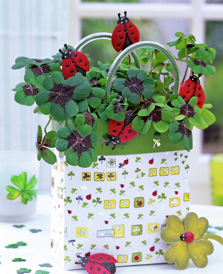Oxalis Deppei With Ladybug Plugs In Gift Bag Photograph by Friedrich Strauss