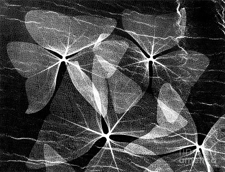 Nature Photograph - Oxalis Plant Leaves by Albert Koetsier X-ray/science Photo Library