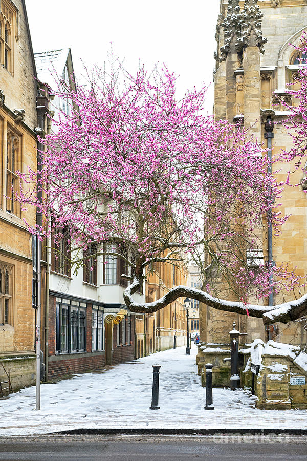 Oxford Almond Tree Blossom in the Snow Photograph by Tim Gainey