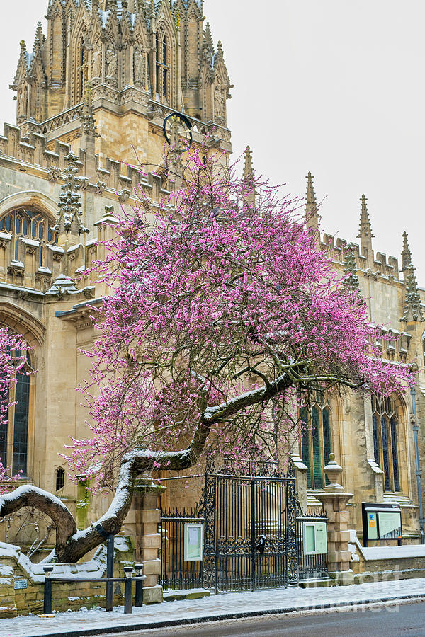 Oxford Almond Tree Blossoming in the Snow Photograph by Tim Gainey