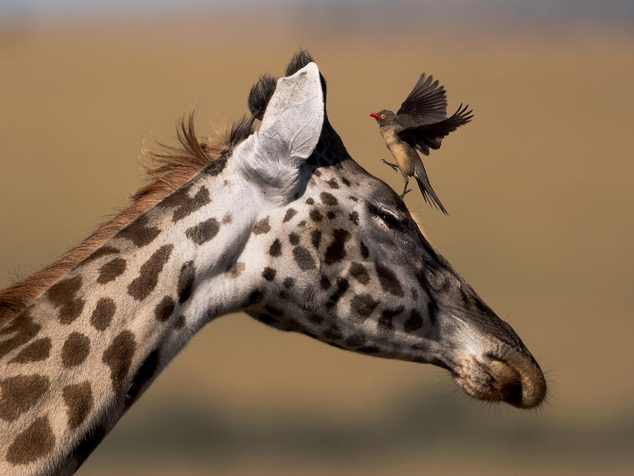 Oxpecker And Giraffe by Tony Yu