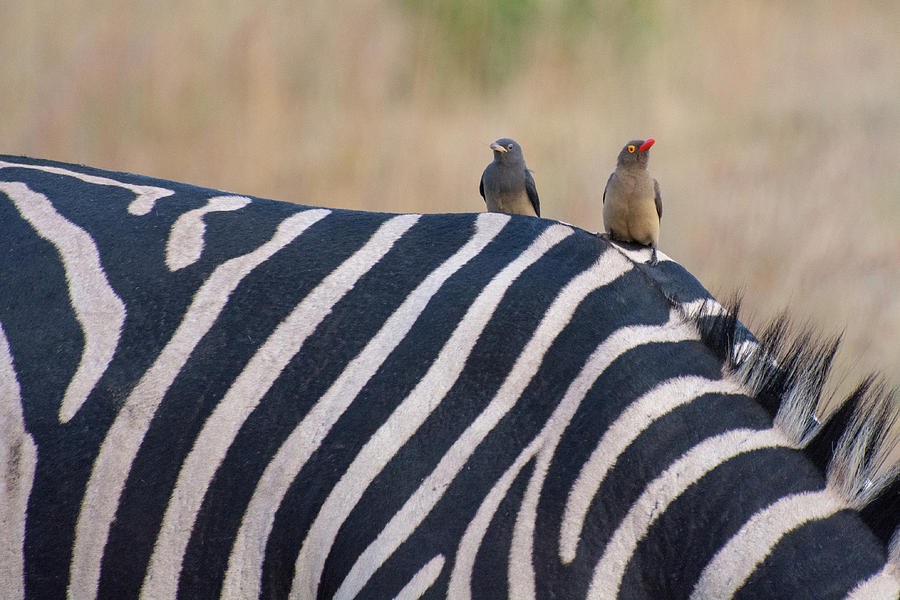 Oxpeckers and a Zebra Photograph by Mark Hunter