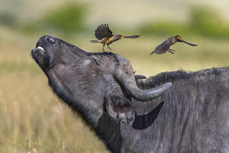 Oxpeckers And  Buffalo Photograph by Xavier Ortega