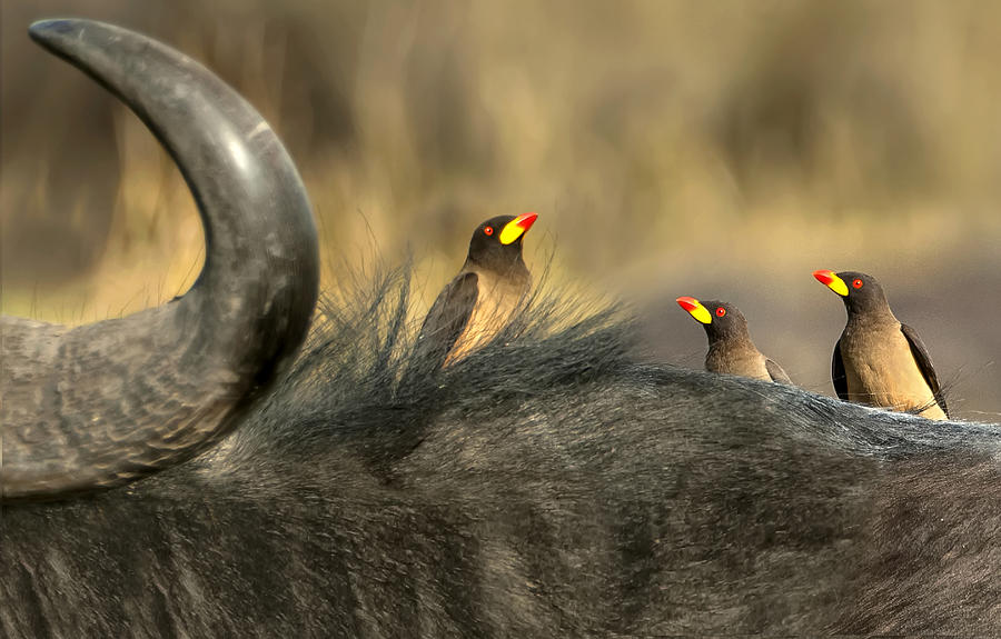Wildlife Photograph - Oxpeckers On Buffalo by Xavier Ortega