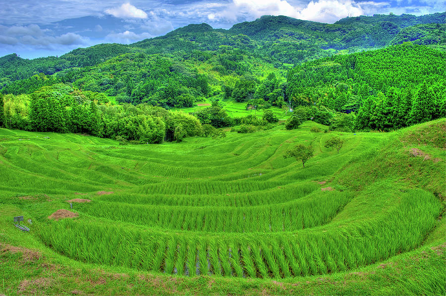 Oyama Senmaida By Photograph By Paul Atkinson