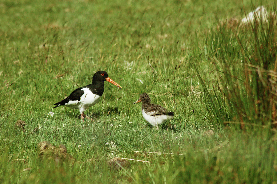 Oyster Catcher with chick Photograph by Robert Ashbaugh Fine Art America