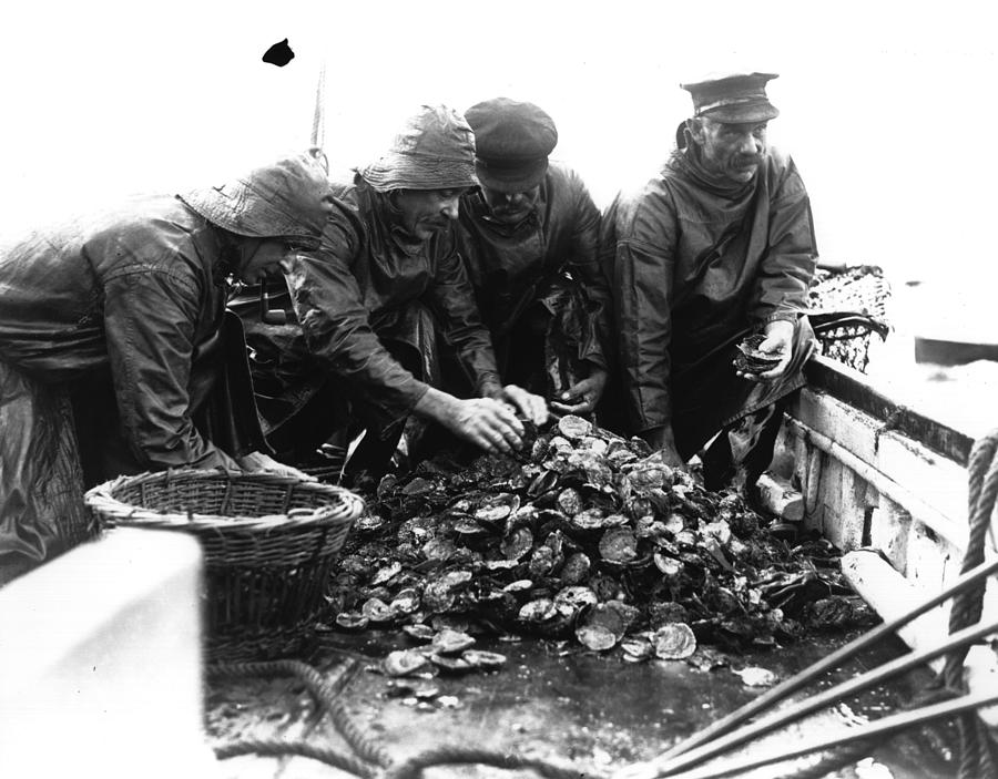 Oyster Fishing Photograph by Fox Photos