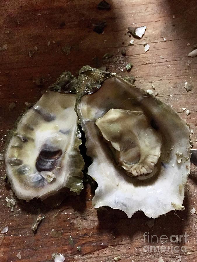 Oyster by Flavia Westerwelle Oyster by Flavia Westerwelle