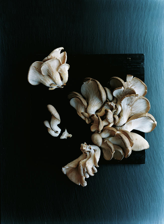 Oyster Mushrooms Photograph by Romulo Yanes
