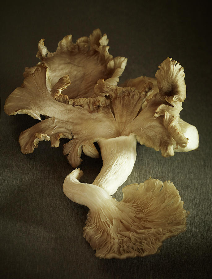 Oyster Mushrooms Still Life Photograph by Carin Krasner