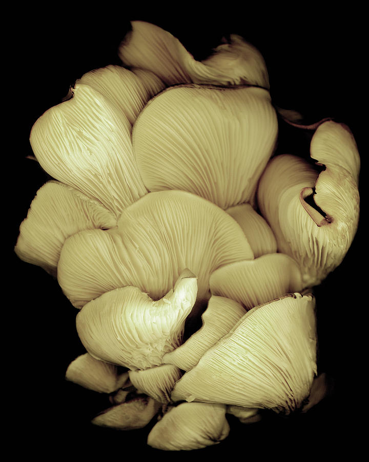 Nature Painting - Oyster Mushrooms by Susan S. Barmon