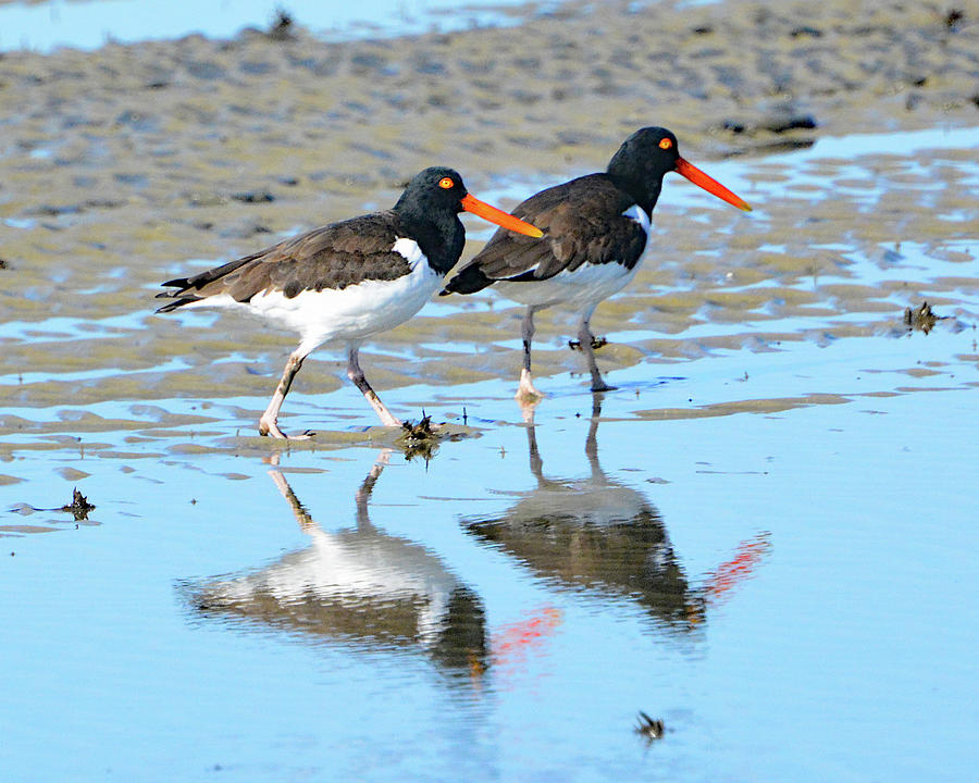 Oystercatcher Pair Photograph by Jerry Griffin
