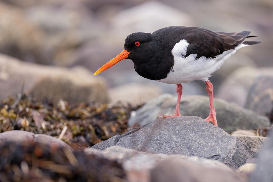 Oystercatcher Walking Over Pebbles On The Shore, Varanger Photograph by Staffan Widstrand / Naturepl.com Oystercatcher Walking Over Pebbles On The Shore, Varanger Photograph by Staffan Widstrand / Naturepl.com