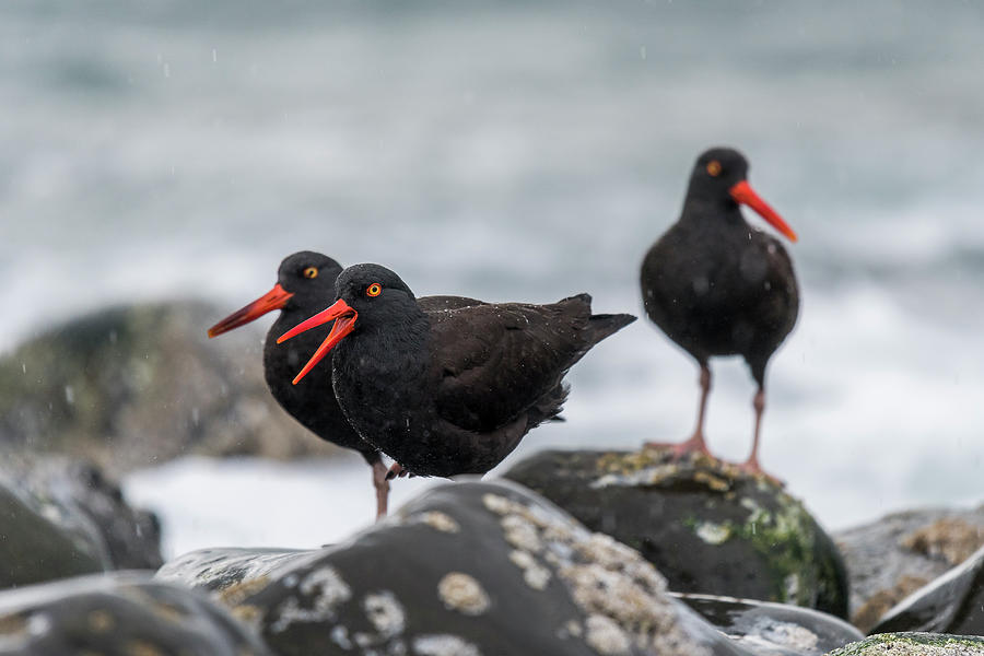 Oystercatchers in the Rain Photograph by Robert Potts