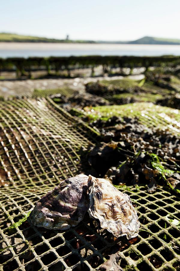 Oysters At An Oyster Farm In Rock cornwall, England Photograph by Jalag / Sren Gammelmark