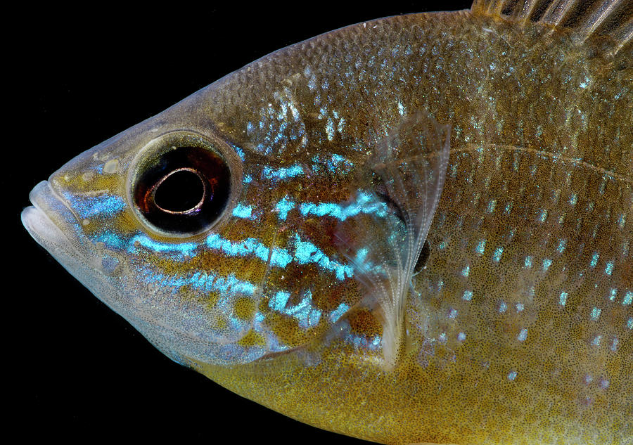 Ozark Longear Sunfish Lepomis Megalotis Photograph by Dante Fenolio