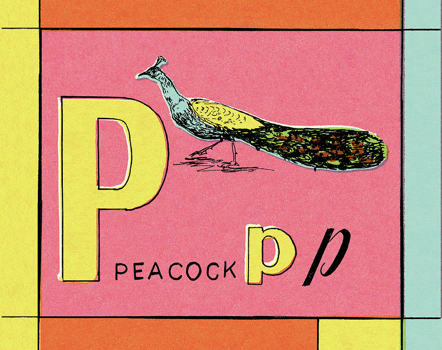 Peacock Drawing - P is for Peacock by CSA Images