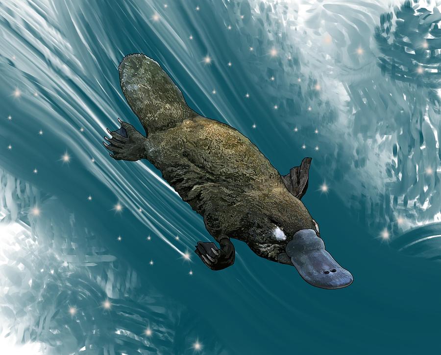 P is for Platypus Drawing by Joan Stratton
