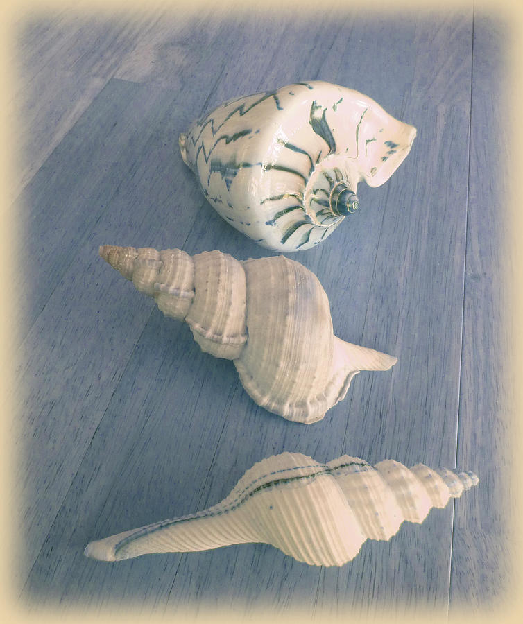 Shell Digital Art - P1050136 Shells-faded Bluwood 2 by Margaret Wilson