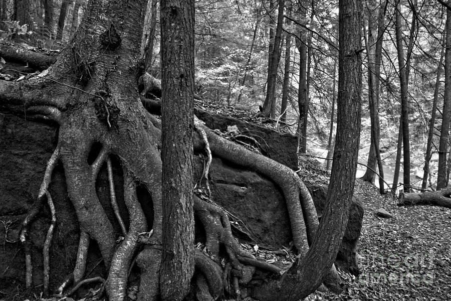 PA Forest Roots Black And White Photograph by Adam Jewell