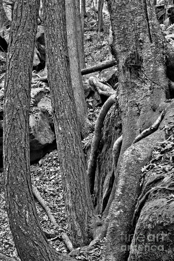PA Twisted Trees Black And White Photograph by Adam Jewell