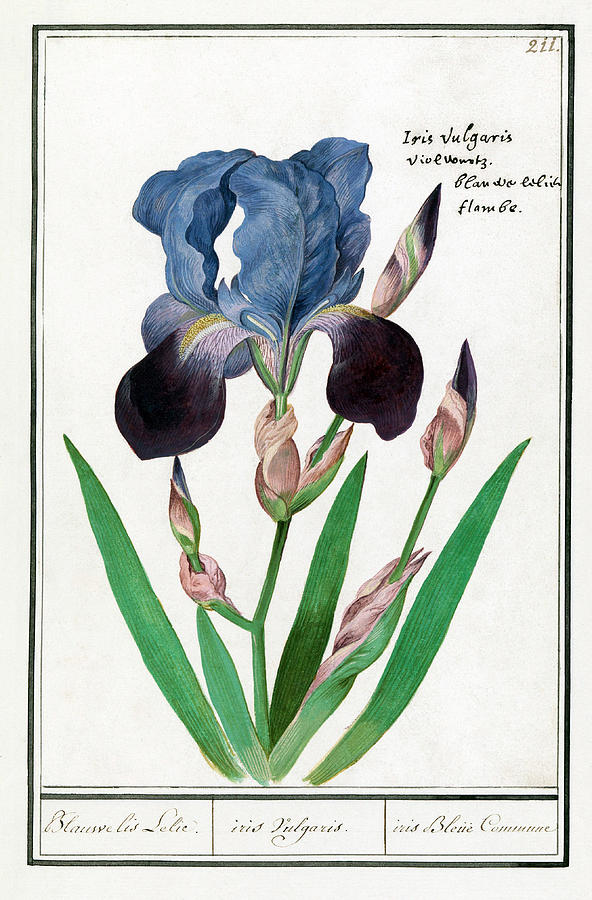Paarse Iris by Ruth Moratz Paarse Iris by Ruth Moratz