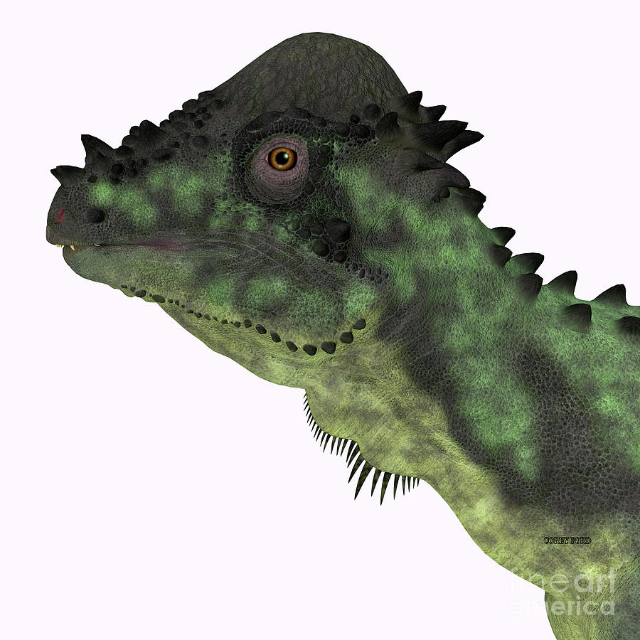 Pachycephalosaurus Dinosaur Head Digital Art