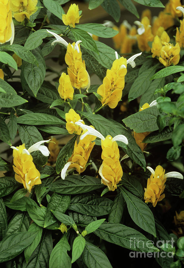 Nature Photograph - Pachystachys Lutea by Mike Comb/science Photo Library