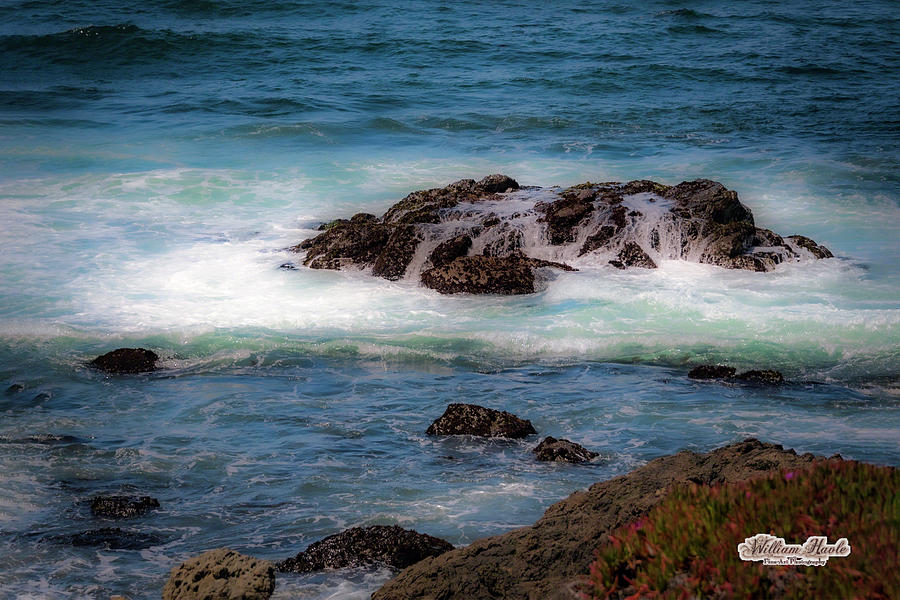 Pacific Beauty by William Havle Pacific Beauty by William Havle