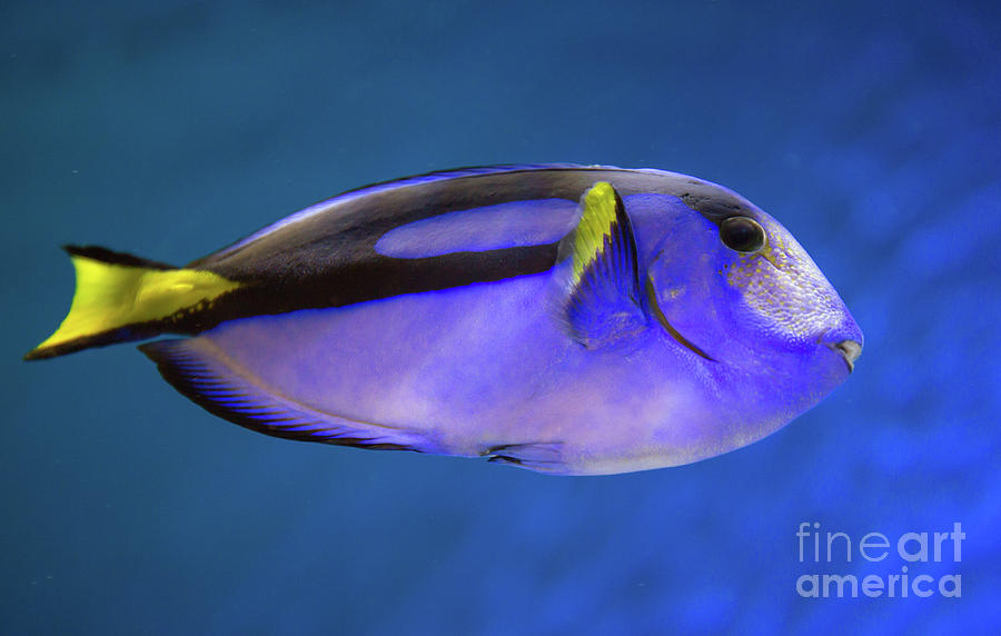 Pacific Blue Tang Fish by Kevin McCarthy Pacific Blue Tang Fish by Kevin McCarthy