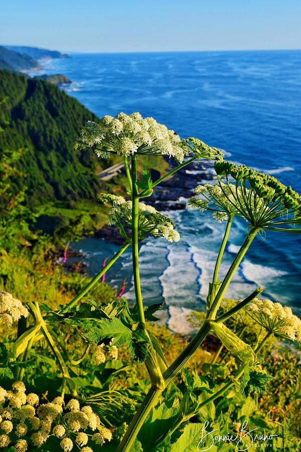Pacific Coast Photograph by Bonnie Bruno