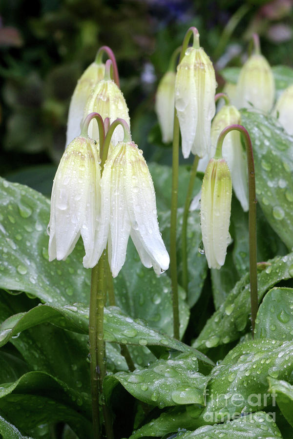 Pacific Fawn Lily (erythronium Helenae) Photograph by John Devries/science Photo Library
