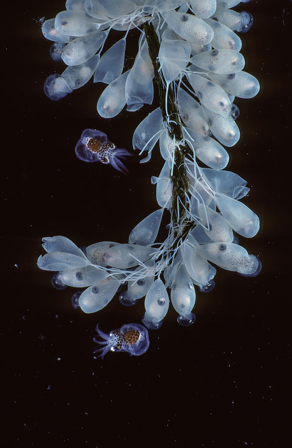 Pacific Giant Octopus Egg Strand, With Hatching Larvae Photograph by ...