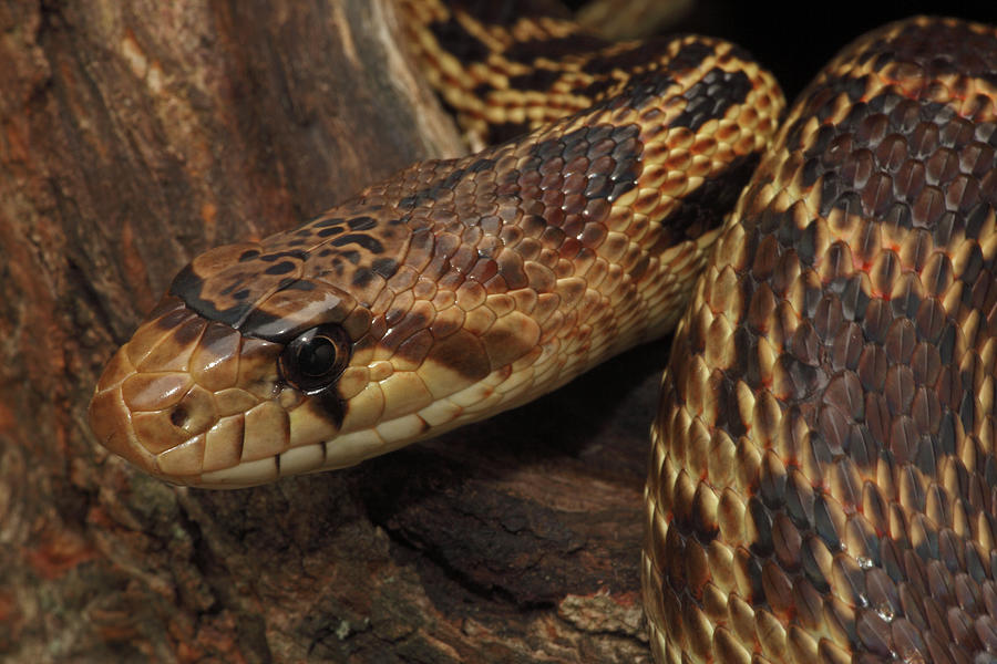 Pacific Gopher Snake, Captive, Usa Photograph By John Cancalosi ...