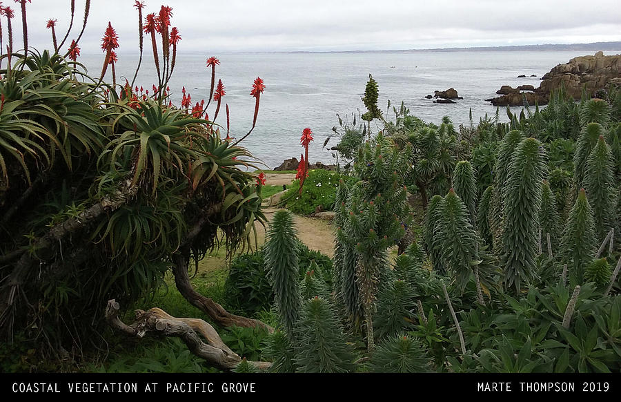 Pacific Grove Vegetation Photograph by Marte Thompson