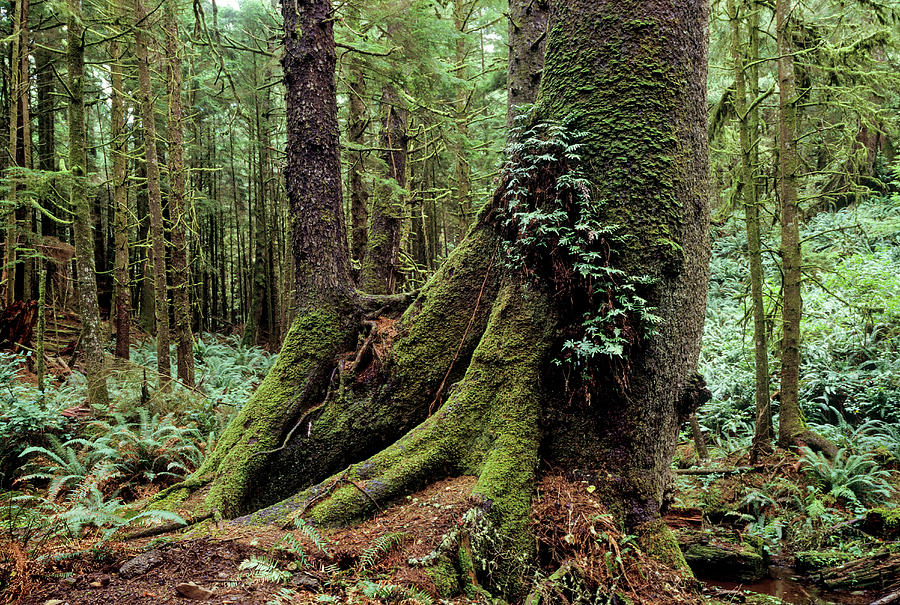 Pacific Northwest Rainforest Photograph by Craig Brewer