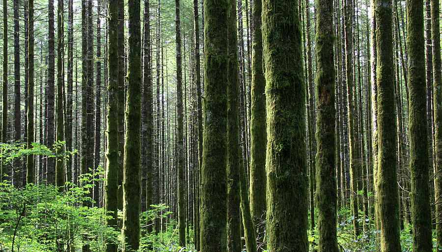 Pacific Northwest Rainforest In Photograph by Imaginegolf