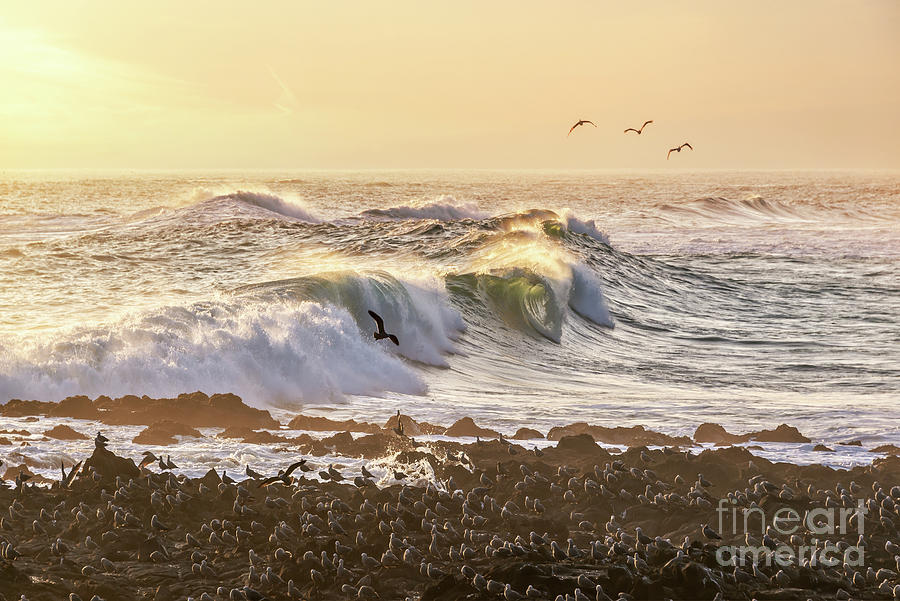 Bird Photograph - Pacific ocean in Arica, Chile by Delphimages Photo Creations