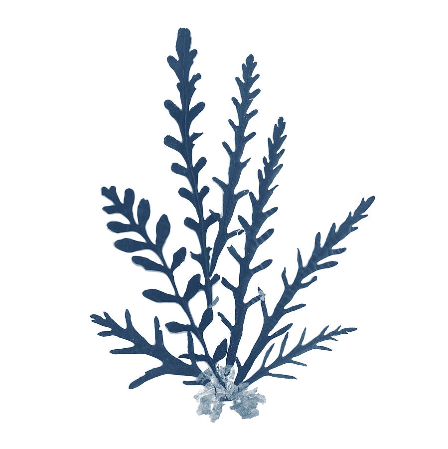 Beaches Painting - Pacific Sea Mosses Blue On White IIi by Wild Apple Portfolio Beaches Painting - Pacific Sea Mosses Blue On White IIi by Wild Apple Portfolio