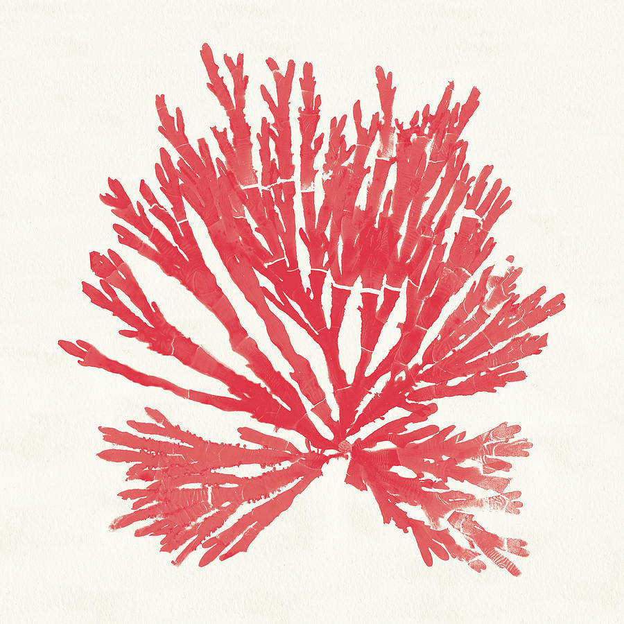 Beach Painting - Pacific Sea Mosses II Red by Wild Apple Portfolio