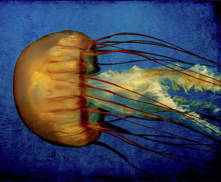 Pacific Sea Nettle, Jellyfish Photograph by Copyright Dan Smith