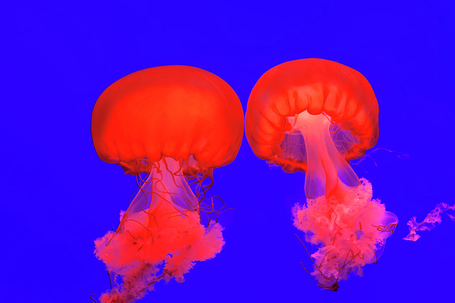 Pacific Sea Nettle Jellyfish, Shanghai Photograph by Peter Adams