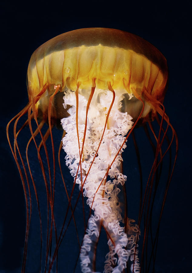 Pacific Sea Nettle Jellyfish Photograph by Smc Images