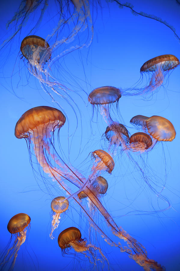 Pacific Sea Nettles Photograph by Jeff Foott